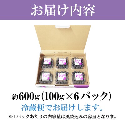 【2週間配送】ブルーベリー 600g(100×6パック) 採れたて 生ブルーベリー 手摘み 大粒 