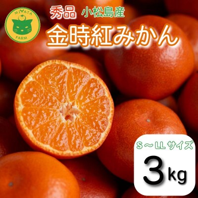 【2026年12月順次発送】　金時紅みかん 3kg みかん 甘い 紅 みかん 柑橘 蜜柑 ミカン 