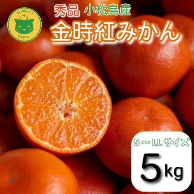【2026年12月順次発送】　金時紅みかん 5kg みかん 甘い 紅 みかん 柑橘 蜜柑 ミカン 