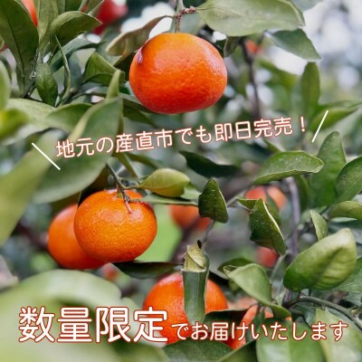【2026年12月順次発送】　金時紅みかん 5kg みかん 甘い 紅 みかん 柑橘 蜜柑 ミカン 