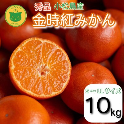 【2026年12月順次発送】　金時紅みかん 10kg みかん 甘い 紅 みかん 柑橘 蜜柑 ミカン 