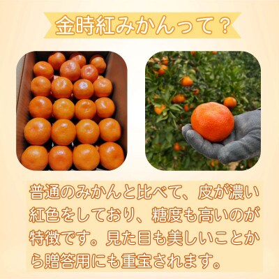 【2026年12月順次発送】　金時紅みかん 10kg みかん 甘い 紅 みかん 柑橘 蜜柑 ミカン 