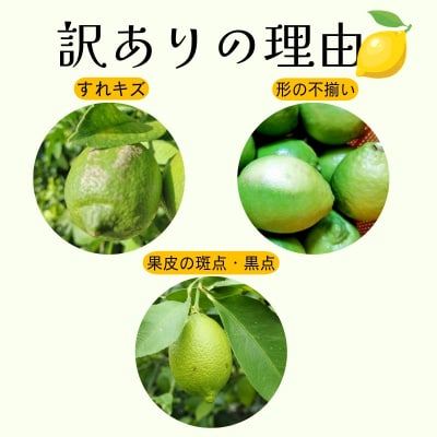 【2026年10月発送】訳ありレモン5kg　国産 レモン 檸檬 れもん ワックス不使用 防腐剤不使用