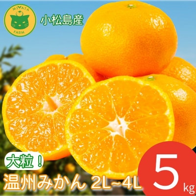 【2026年12月発送】みかん 大玉 温州みかん 5kg 2L～4Lサイズ みかん 蜜柑 ミカン