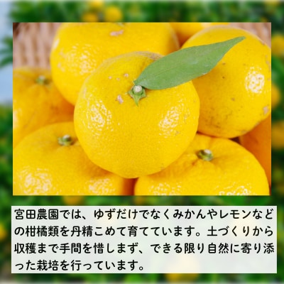 訳あり ゆず 2.5kg (2026年10月下旬発送) 柚子 果物 柑橘 フルーツ 果皮 小松島市