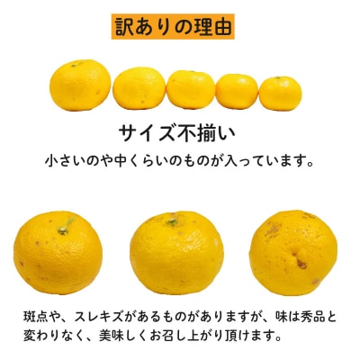 訳あり ゆず 2.5kg (2026年10月下旬発送) 柚子 果物 柑橘 フルーツ 果皮 小松島市