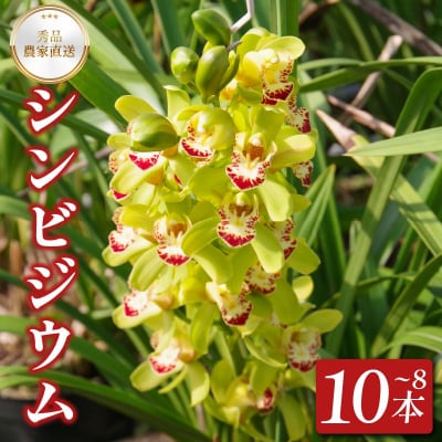 洋蘭 シンビジウム 8 ~ 10本 蘭 ラン 洋ラン 花 お花 徳島県 小松島市