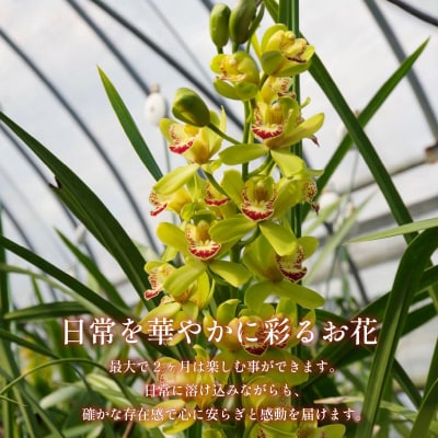 洋蘭 シンビジウム 8 ~ 10本 蘭 ラン 洋ラン 花 お花 徳島県 小松島市