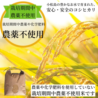 【2026年9月順次発送】栽培期間中農薬不使用　コシヒカリ玄米10kg 玄米 米 新米 小松島市