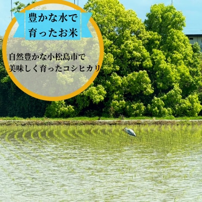 【2026年9月順次発送】栽培期間中農薬不使用　コシヒカリ玄米10kg 玄米 米 新米 小松島市