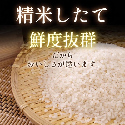 【令和8年産】新米 コシヒカリ 5kg 小松島産 産地直送 新鮮 米 
