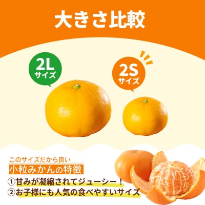 【2026年11月10日から発送】 濃蜜小粒みかん 1.5kg 2S以下 みかん 小玉 ミカン 蜜柑