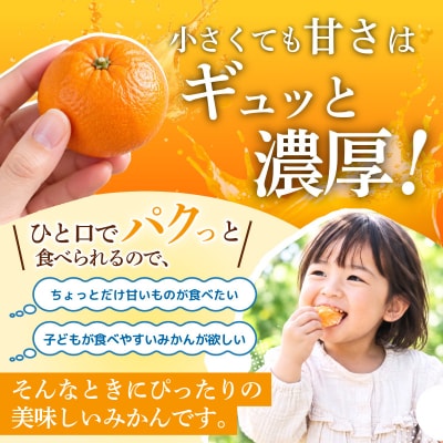 【2026年11月10日から発送】 濃蜜小粒みかん 5kg 2S以下 みかん 小玉 ミカン 蜜柑