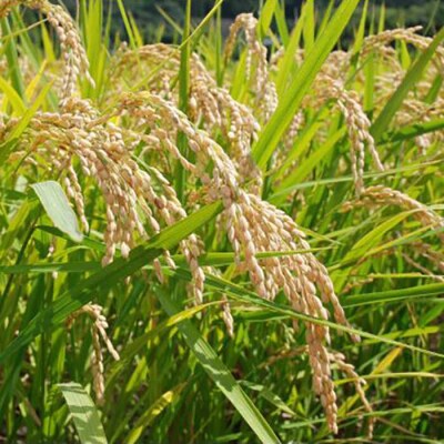 糸島産 ヒノヒカリ 食べ比べ2種セット 5kg×2 糸島市/シーブ 米 お米 こめ [AHC065]