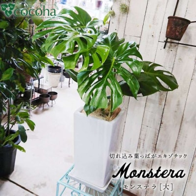 モンステラ (大) (スクエアポット) cocoha [AWB021] 観葉植物 室内 大きい