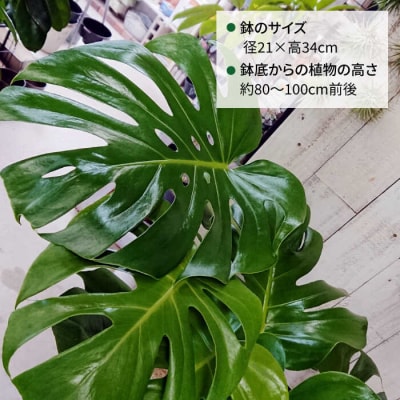 モンステラ (大) (スクエアポット) cocoha [AWB021] 観葉植物 室内 大きい