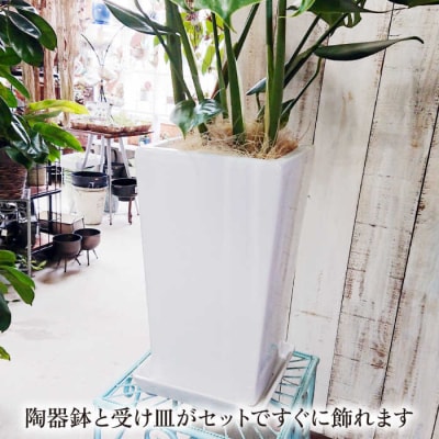 モンステラ (大) (スクエアポット) cocoha [AWB021] 観葉植物 室内 大きい