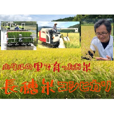 【令和5年産】ホタルの里で育ったお米　ファーム穂稀の長穂米コシヒカリ白米6kg(3kg×2袋)