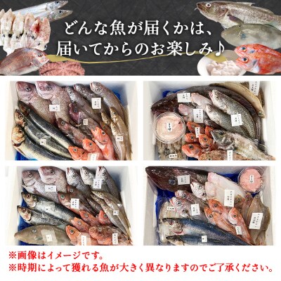 山神丸の獲れたて直送!石巻の鮮魚(7～8種)詰め合わせ3～5kg(大)