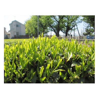 【地域ブランド】自家製東京狭山茶セット