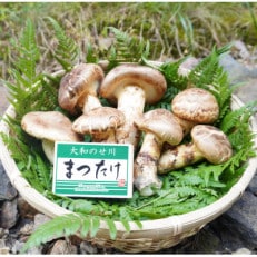 奈良県野迫川村産 松茸 1.5Kg