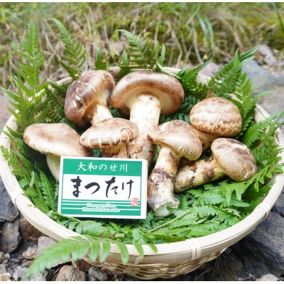 奈良県野迫川村産　松茸　1.5Kg