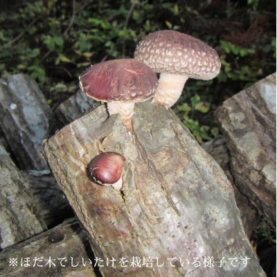 森のタンブラー　NOSEGAWA