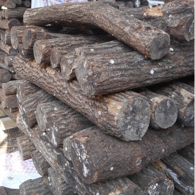 森のタンブラー　NOSEGAWA