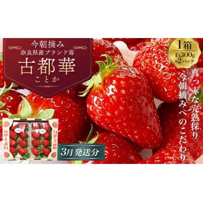 『今朝摘み』いちご【令和6年 3月発送分】◆『古都華』300g×2パック◆