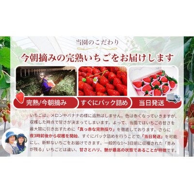 『今朝摘み』いちご【令和6年2月発送分】◆ 大粒の古都華450g◆ 上品な化粧箱でお届け　贈答にも