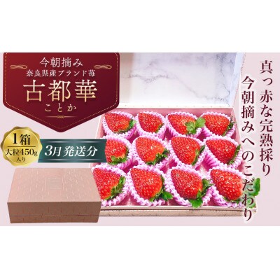 『今朝摘み』いちご【令和6年3月発送分】◆ 大粒の古都華450g◆ 上品な化粧箱でお届け　贈答にも
