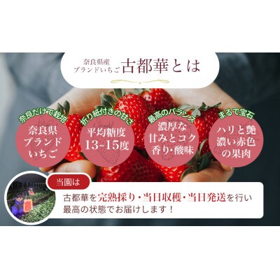 『今朝摘み』いちご【令和6年3月発送分】◆ 大粒の古都華450g◆ 上品な化粧箱でお届け　贈答にも