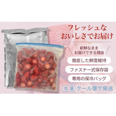 『今朝摘み』冷凍いちご『古都華』3kg【令和6年 5月から順次発送】