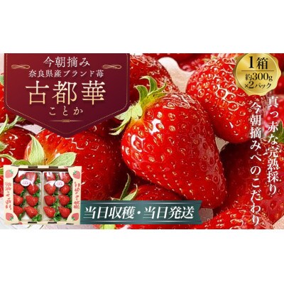 【令和6年12月から順次発送】古都華 約300g×2 / 今朝摘み 高級イチゴ