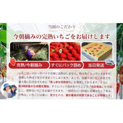 【令和6年12月から順次発送】古都華 約300g×2 / 今朝摘み 高級イチゴ