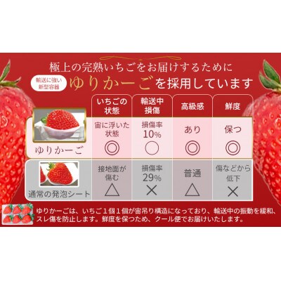 【令和6年12月から順次発送】古都華 約300g×2 / 今朝摘み 高級イチゴ