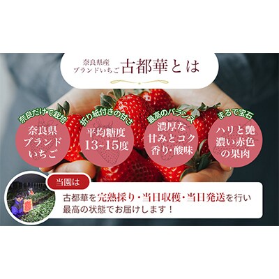 【発送月固定定期便】『今朝摘み』【令和6年1月・2月・3月・4月定期便】古都華300g×2P全4回