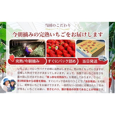 【発送月固定定期便】『今朝摘み』【令和6年1月・2月・3月・4月定期便】古都華300g×2P全4回