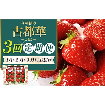 【発送月固定定期便】『今朝摘み』【令和6年1月・2月・3月定期便】◆古都華300g×2パック◆全3回