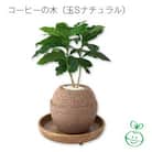 アクアプラントポット　玉S　コーヒーの木