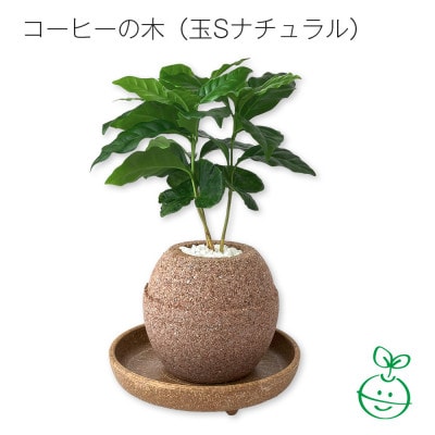 アクアプラントポット　玉S　コーヒーの木