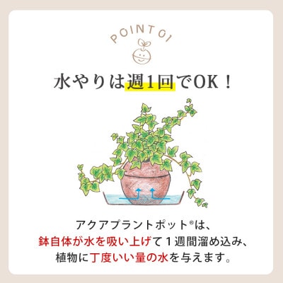 アクアプラントポット　玉S　コーヒーの木