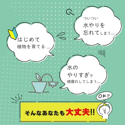 アクアプラントポット　玉S　コーヒーの木
