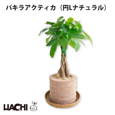 アクアプラントポット　円L　パキラ アクティカ