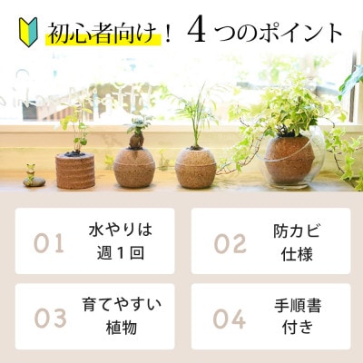 アクアプラントポット　円マドカ L　ナチュラル-ゴムの木