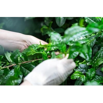 京都宇治茶　奥西緑芳園のこだわりお茶飲み比べセット。煎茶・玉露茎茶・茎ほうじ茶・ほうじ茶・玄米茶