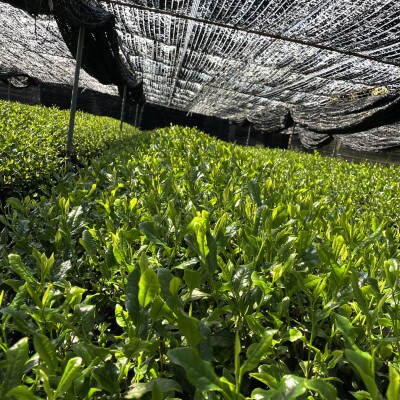 シングルオリジン抹茶「うじひかり」