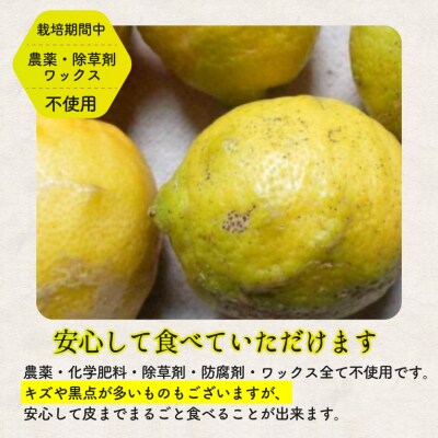 【栽培期間中 農薬・除草剤不使用】離島 佐木島!旬のレモン 約5kg[017-003]