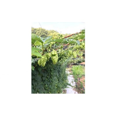 地ビール「虹之麦酒」(自家製ホップ麦使用)24本[002-001]