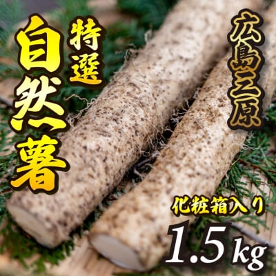 【先行受付】標高375mで採れた自然薯 化粧箱入り1.5kg[029-004]